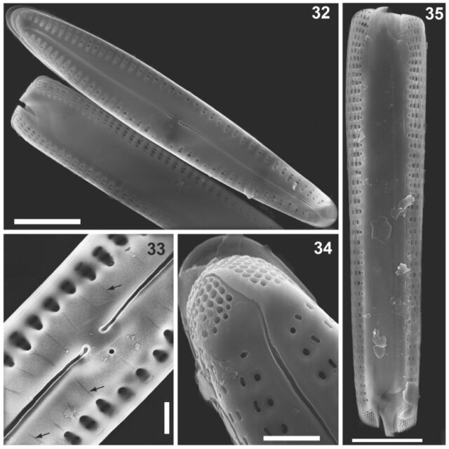 Gomphonema caperatum orig illus 2