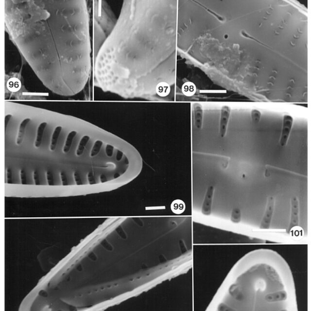 Gomphonema kobayasii SEM