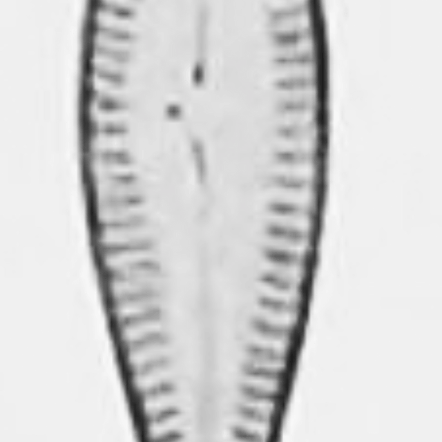 Gomphonema sphaerophorum orig illus