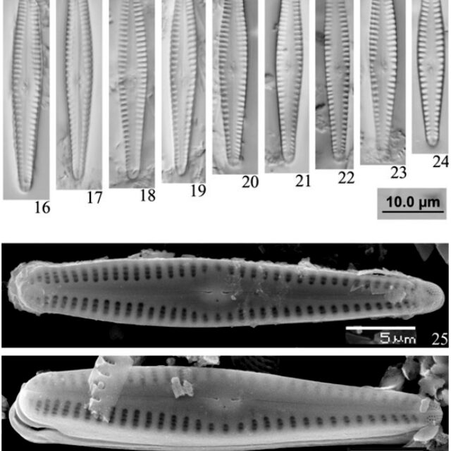 Gomphonema Chinense Orig Desc Plate