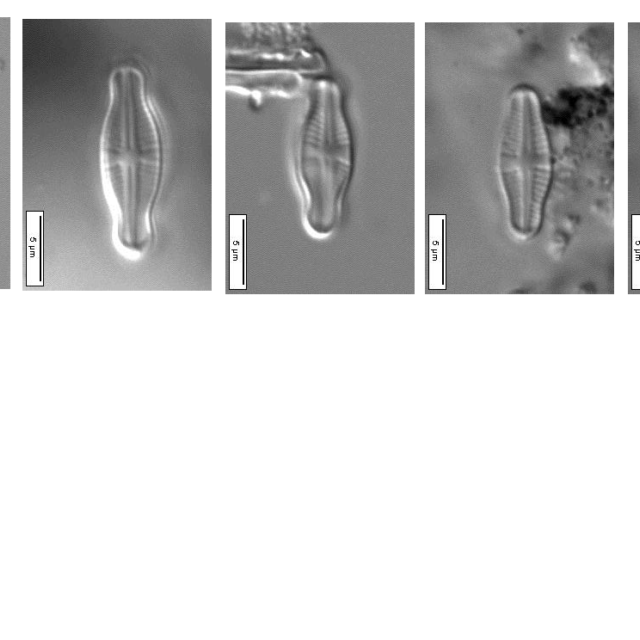 Hustedt neotypes