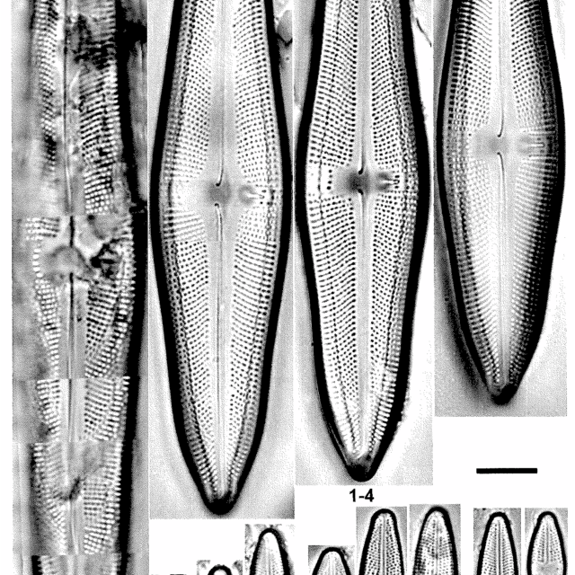 L Uruguayensis Plate 83