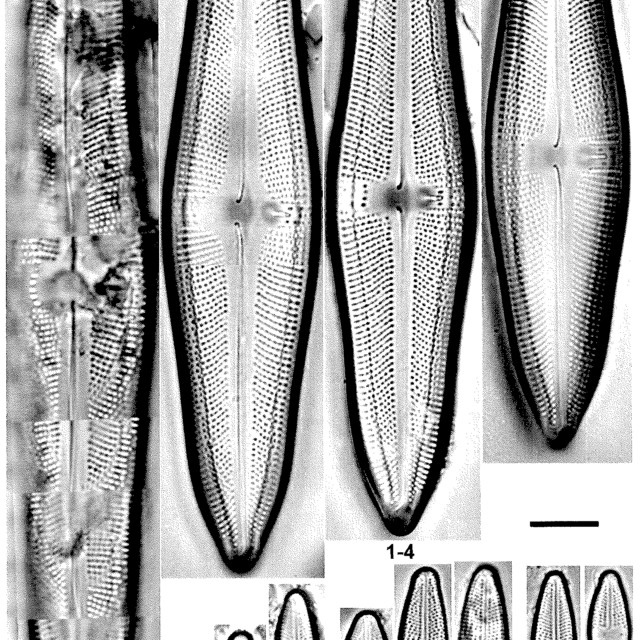 L Uruguayensis Plate 831