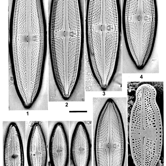 L Uruguayensis Plate 84