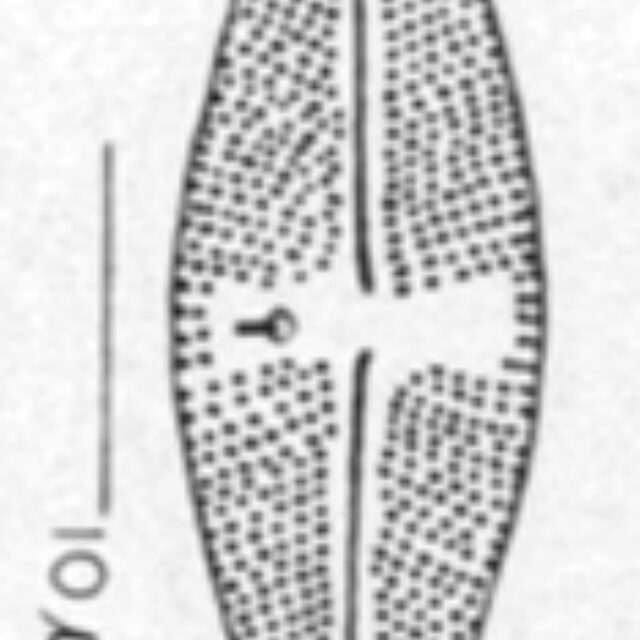 Luticola Stigma Orig Desc Plate