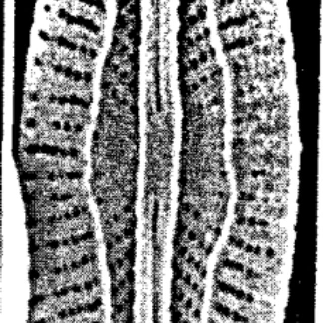 M Maceria Orig Desc Plate2