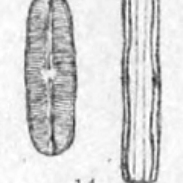 Nav Subhamulata Orig Desc Plate