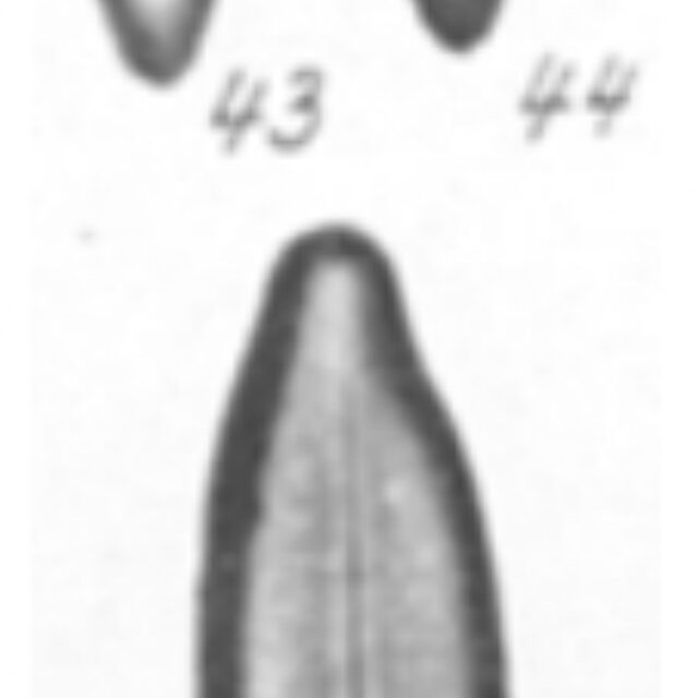 Nav Tenuipunctata Orig Desc Plate2