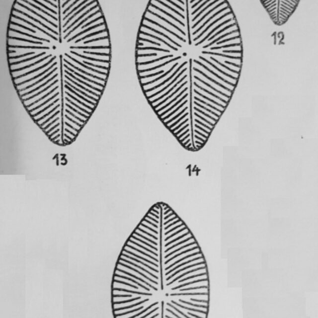 Navicula Balcanica Orig Desc Plate