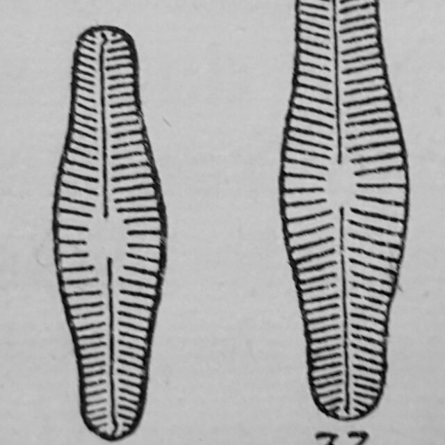 Navicula Protractoides Orig Desc Plate