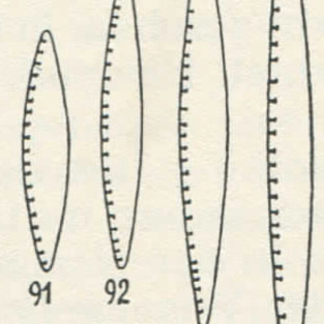 Ni Sociab Drawing  Hustedt 1957