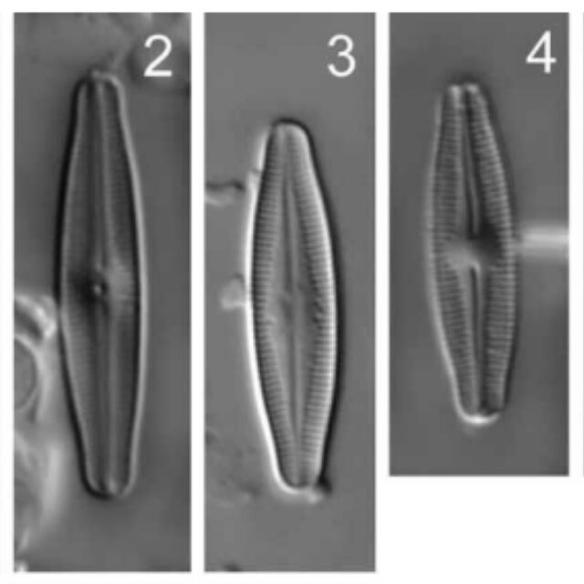 Nupela Elegantula Orig Plate Lm