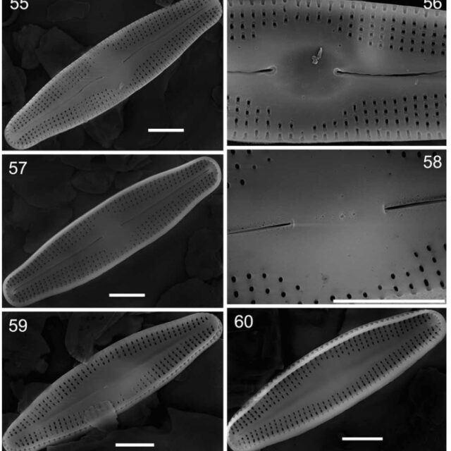 Nupela Elegantula Orig Plate Sem