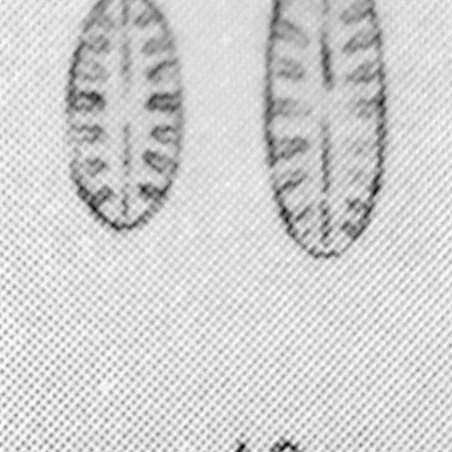 Pinnularia Balfouriana Orig Desc Plate