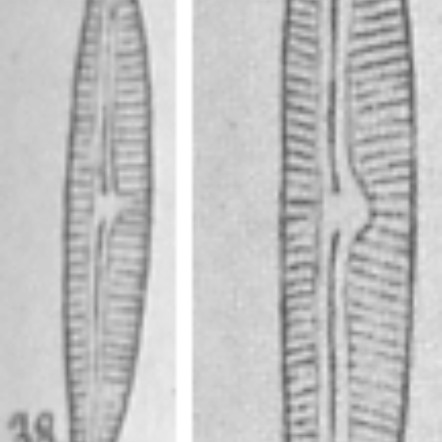 Plate 10