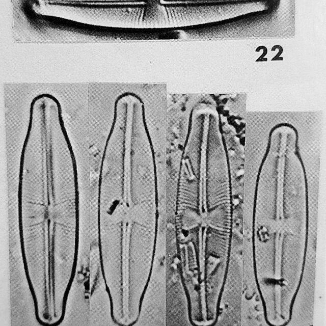 Sellaphora Stauroneioides Orig Desc Plate