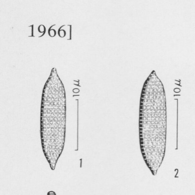 Silicula Commutata 3