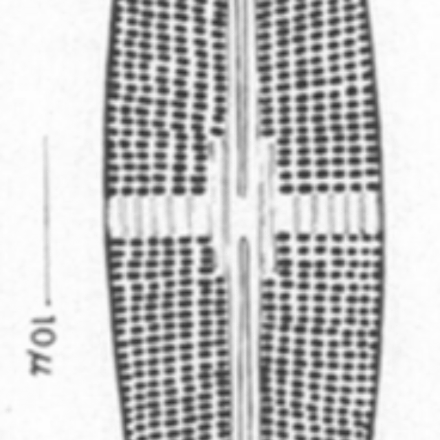 Stauroneis Staurolineata Orig Illus