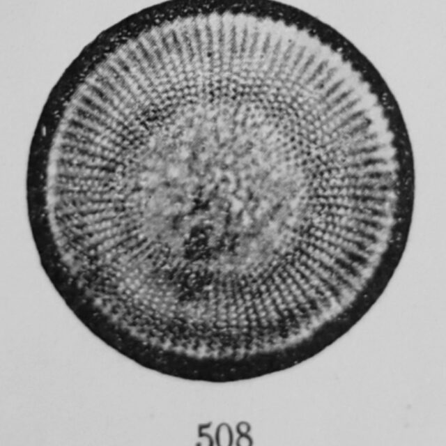 Steph Alpinus Orig Desc Plate