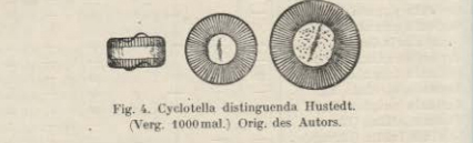 Cyclotella distinguenda orig illus