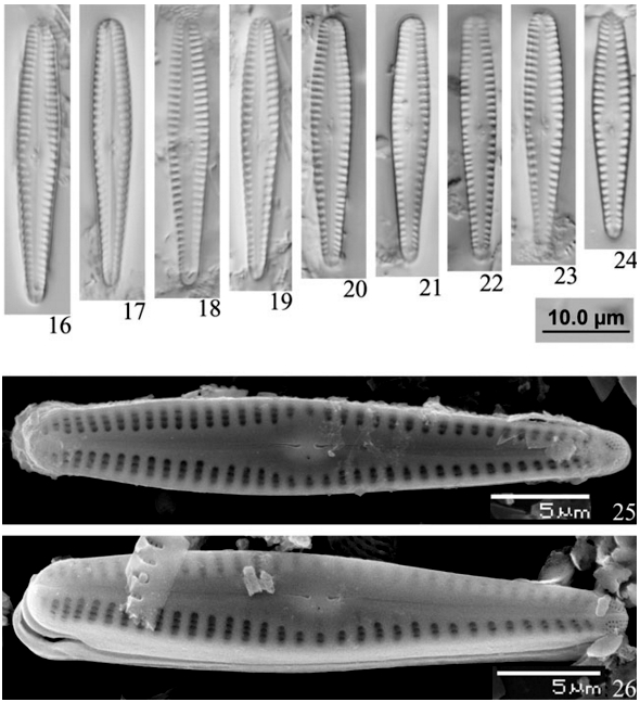 Gomphonema Chinense Orig Desc Plate