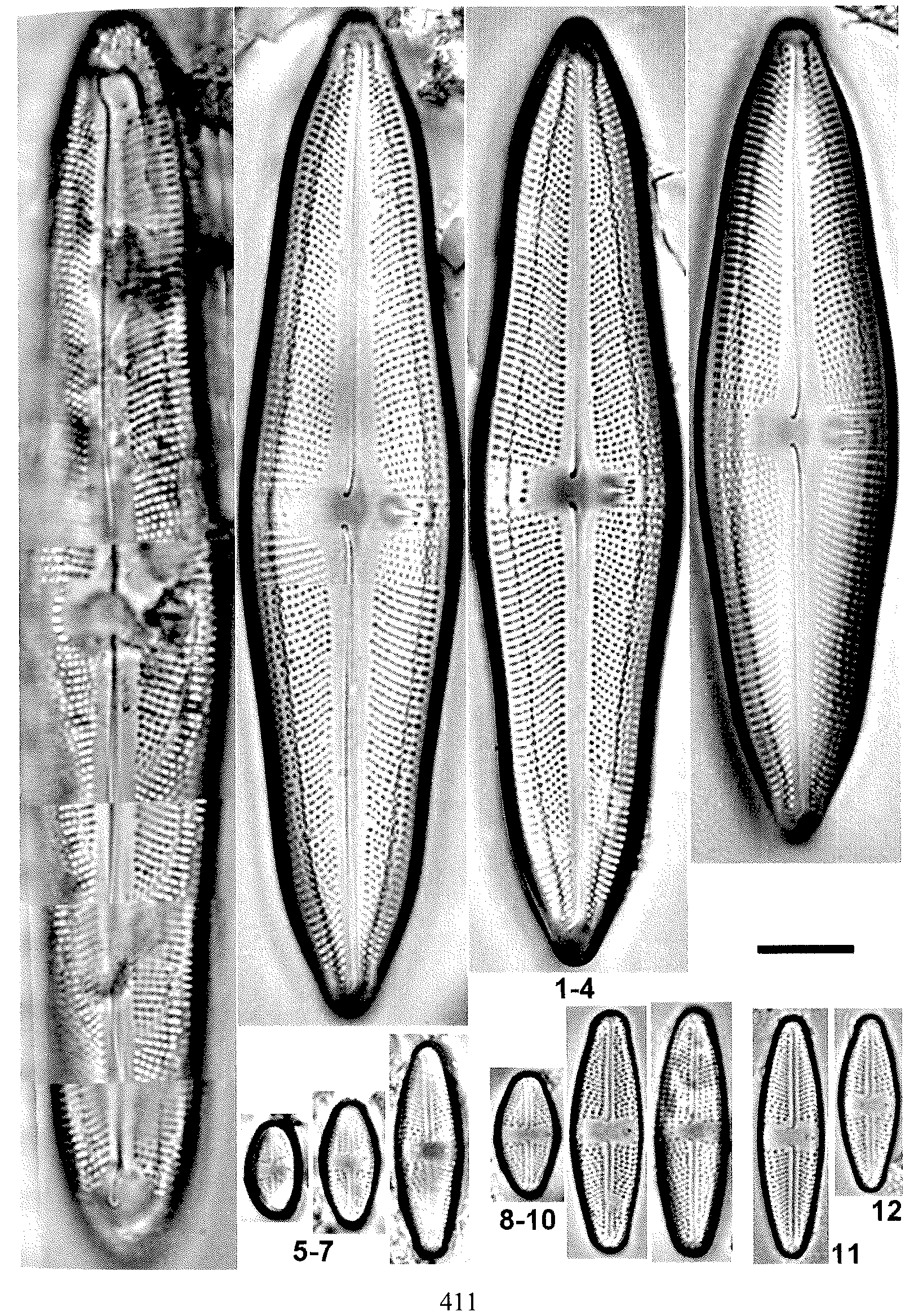 L Uruguayensis Plate 83