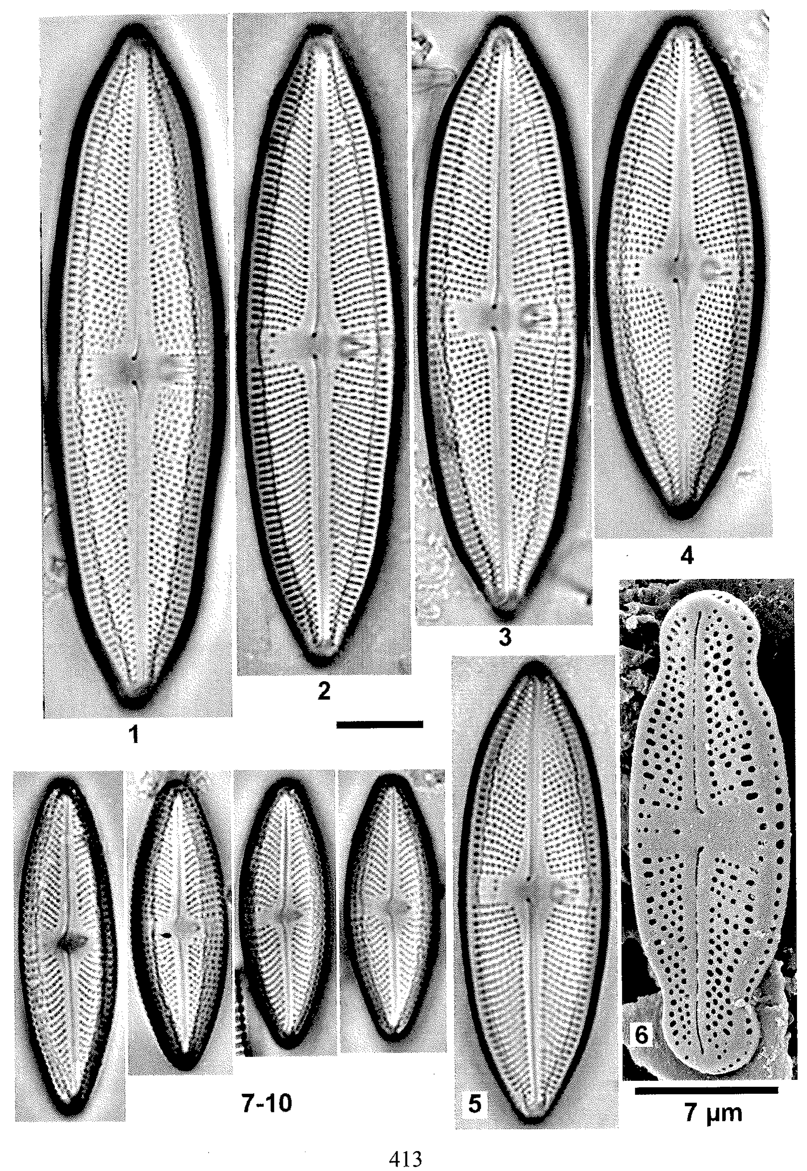 L Uruguayensis Plate 84