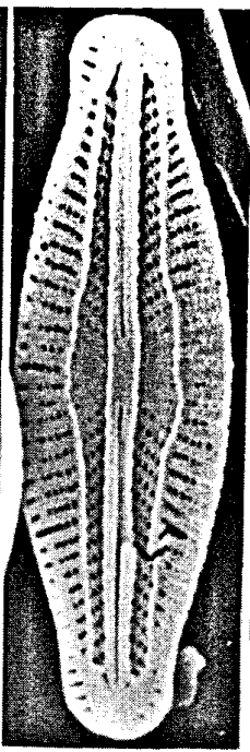 M Maceria Orig Desc Plate2