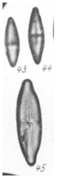 Nav Tenuipunctata Orig Desc Plate2