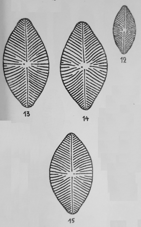 Navicula Balcanica Orig Desc Plate