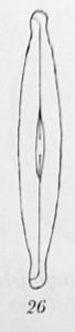 Navicula Madumensis Orig Desc Plate