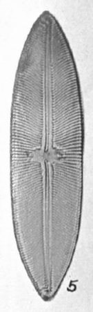 Navicula Mobiliensis Orig Desc Plate