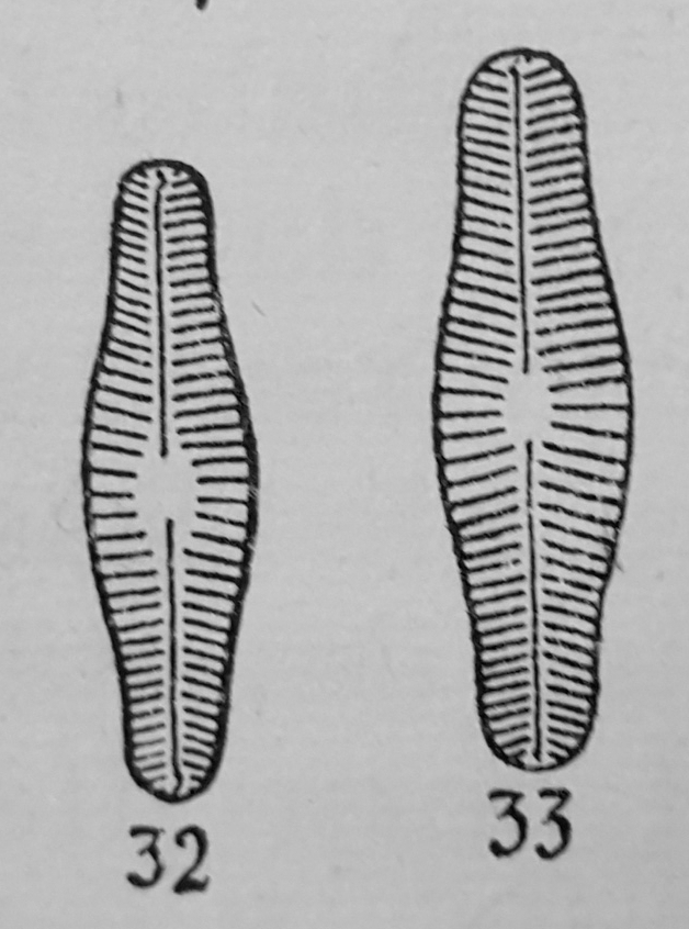 Navicula Protractoides Orig Desc Plate