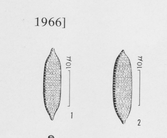 Silicula Commutata 3