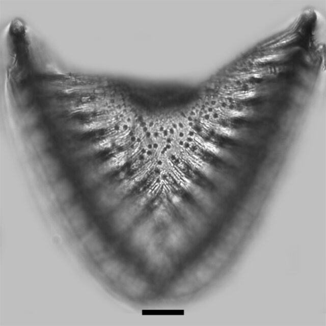 Campylodiscus Hibernicus Iconic