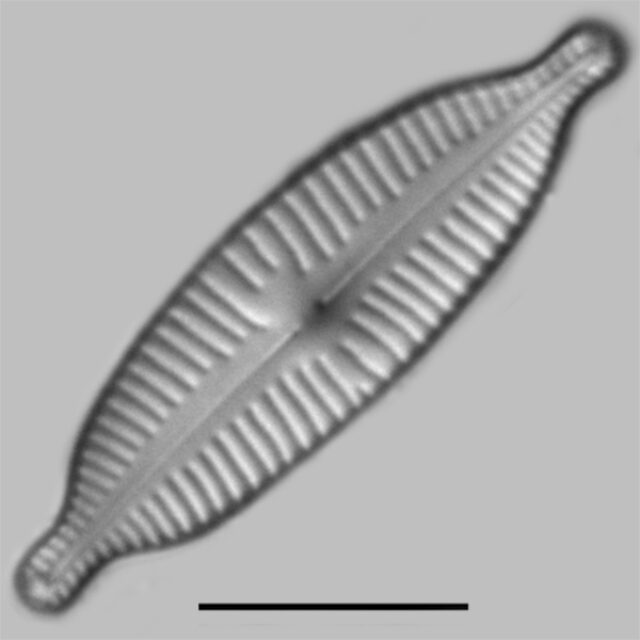 Cymbopleura Amphicephala2 Iconic