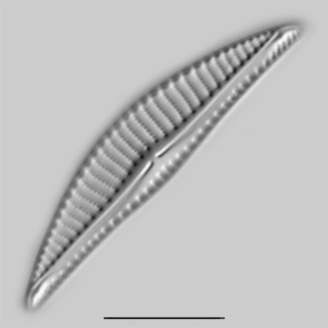 Encyonema silesiacum elegans iconic