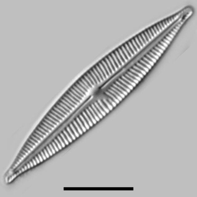 Encyonopsis Cesatiformis Iconic