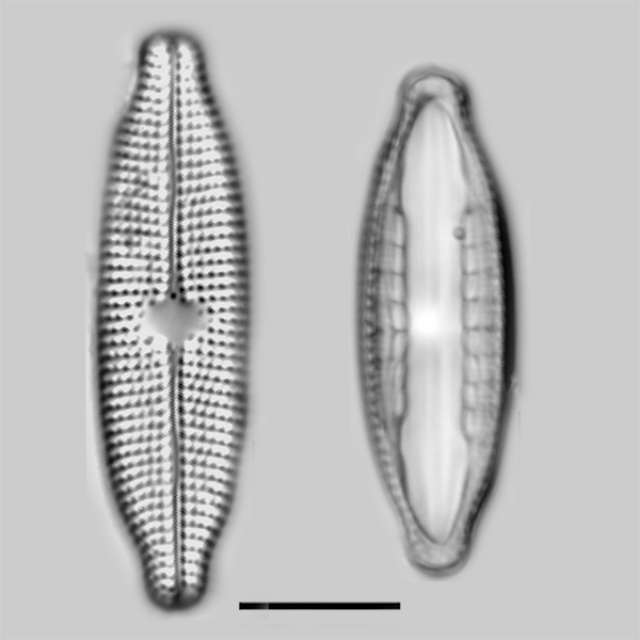 Mastogloia taralunae iconic