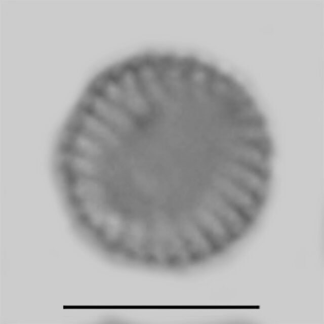 Nanofrustulum cataractum iconic