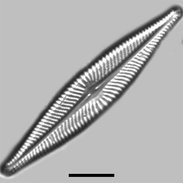 Navicula Flatheadensis Iconic