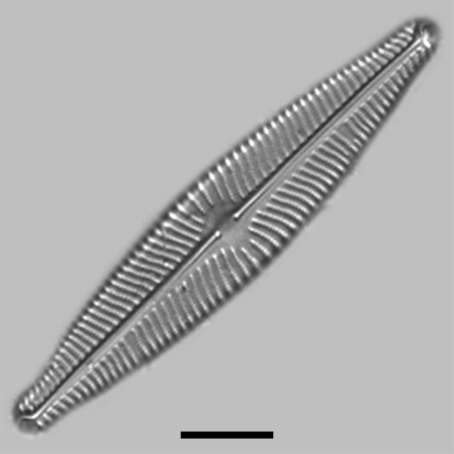 Navicula Slesvicesis Iconic