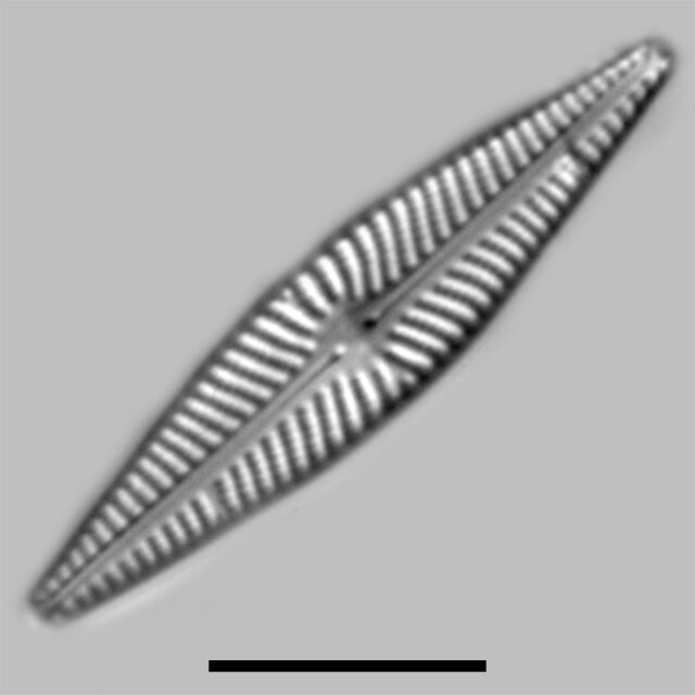 Navicula Supleeorum Iconic