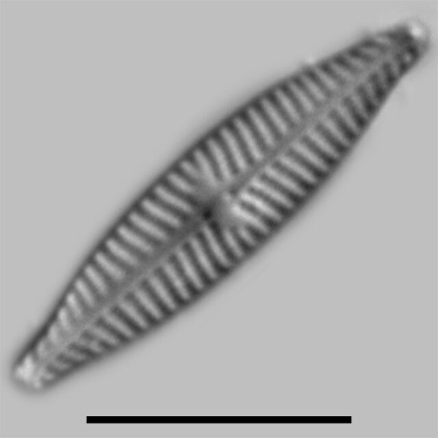 Navicula Trilatera Iconic