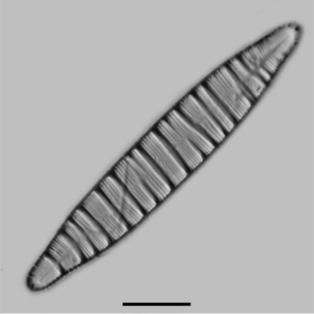 Odontidium Hymale Iconic