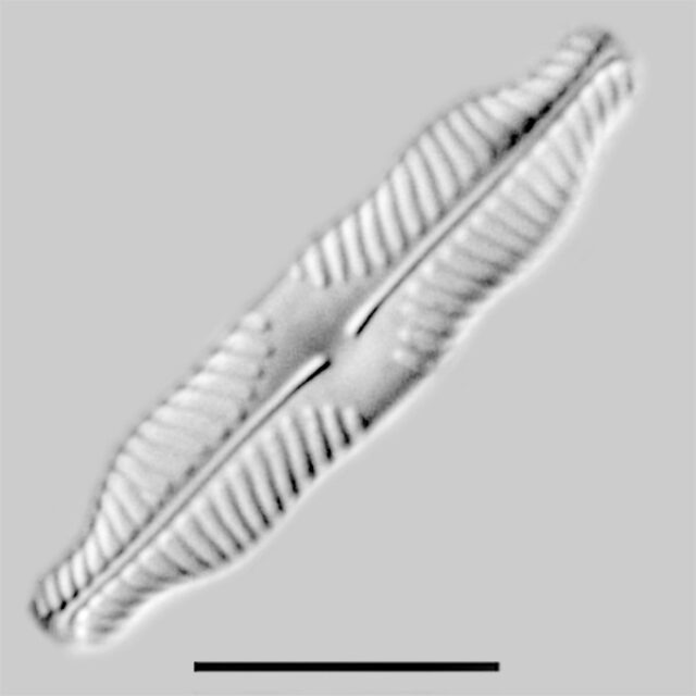 Pinnularia pluvianiformis iconic
