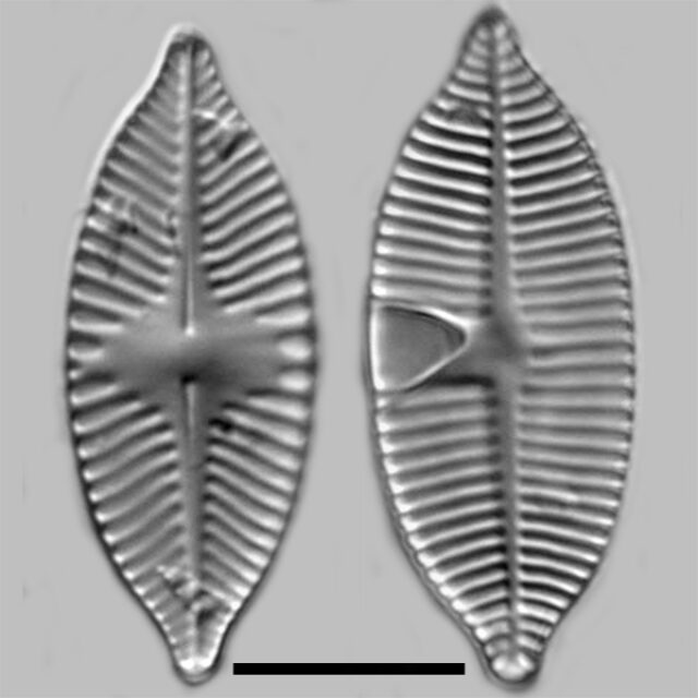 Planothidium Apiculatum Iconic