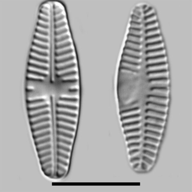 Planothidium Lanceolatum Iconic