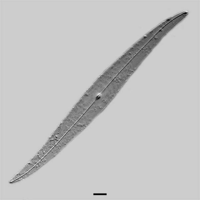 Pleurosigma delicatulum iconic