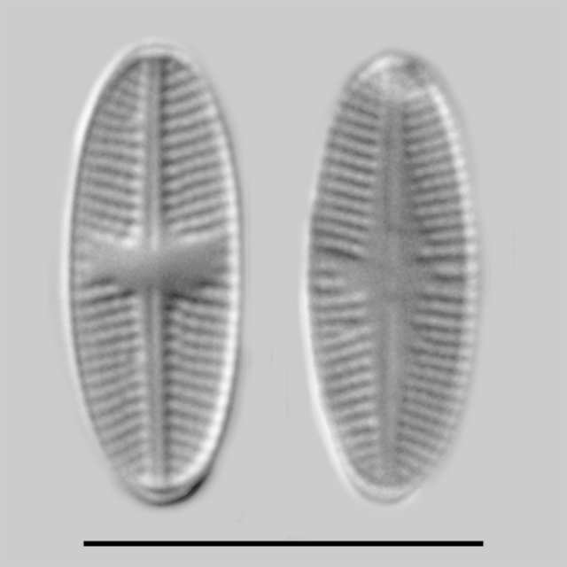 Psammothidium sacculum iconic